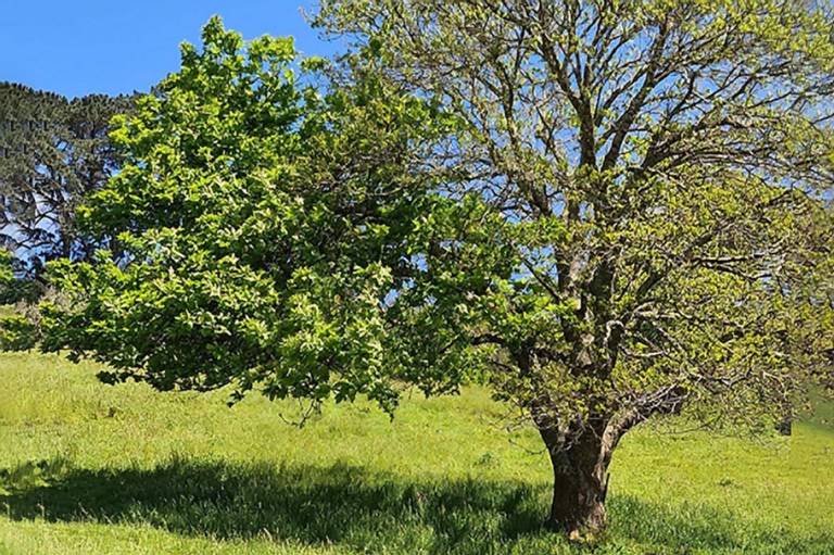 half-sprayed-tree