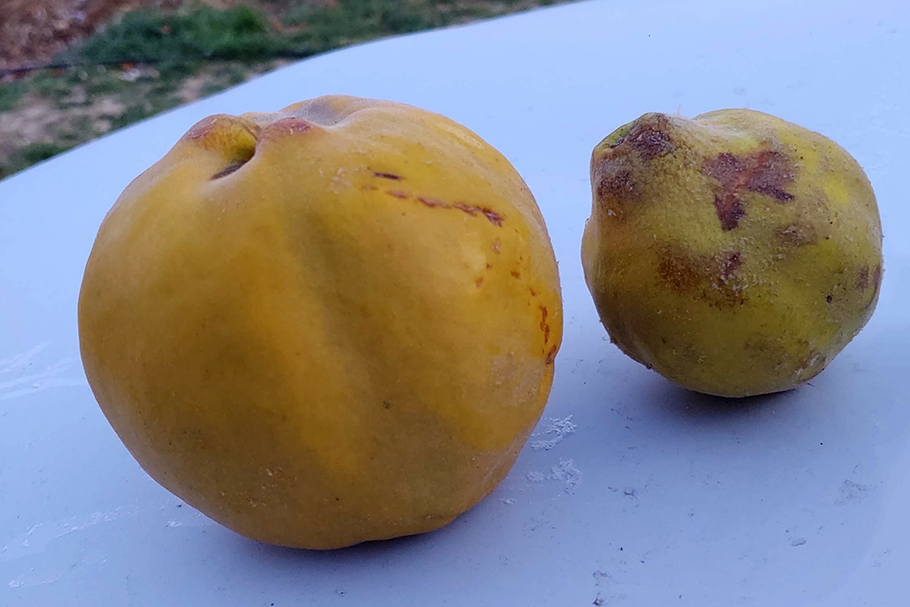 quince-fruit-differences